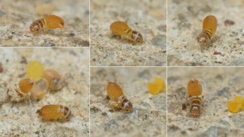 Penestoglossa dardoinella